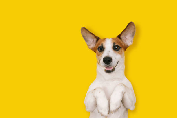 Happy Jack Russell with a smiling face