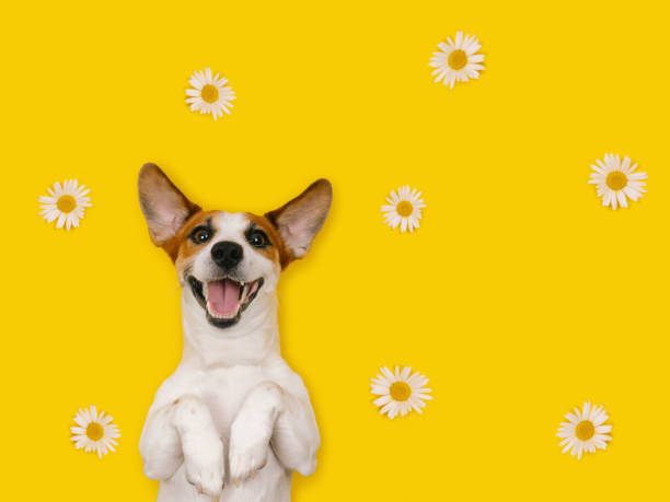 istock Happy Jack Russell with a smiling face 1330074355