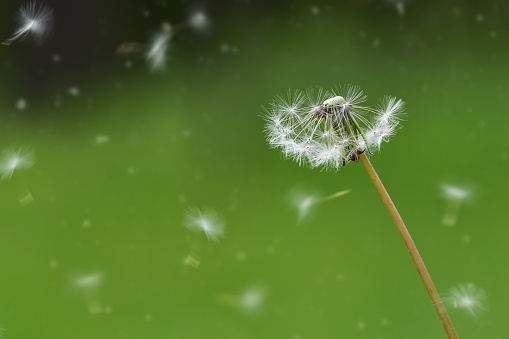 Close-up of three yellow dandelions with a blurred green background.