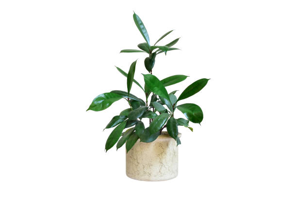 istock ficus rubber isolated on white background. Indoor plant. 1330075546