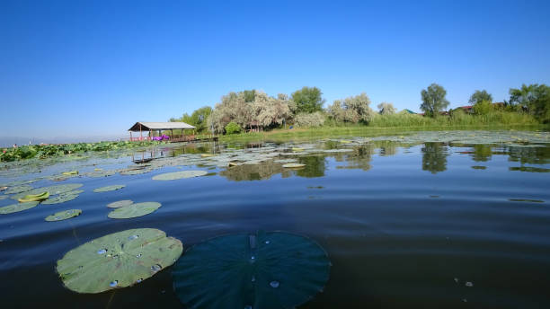des lotus roses ont fleuri dans l’étang. vue sur la montagne - pond water lily water drop photos et images de collection