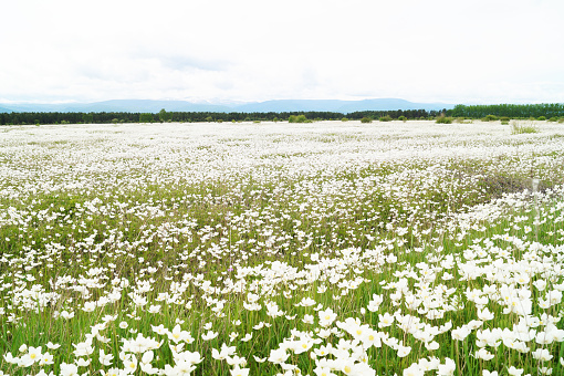 A field of white flowers in the mountains covered with clouds in Tunka, Buryatia, Russia