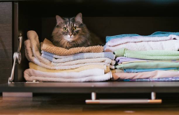 istock Gray fluffy cat lying on stack of bed linen in closet 1330076883