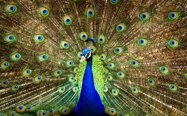 istock Amazing Peacock with beautiful feathers 1330077782