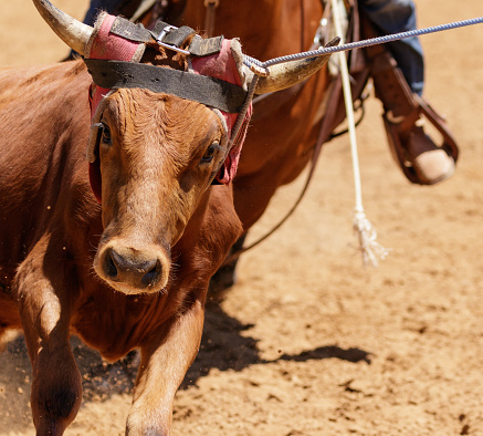 a steer being roped at a rodeo by a team roping team