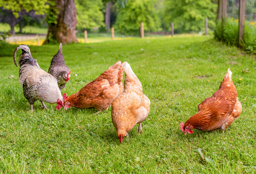 A group of organically raised, free range hens and a cockerel foraging for food in the grass.