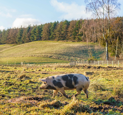 A side view of a free range pig walking in a large field.