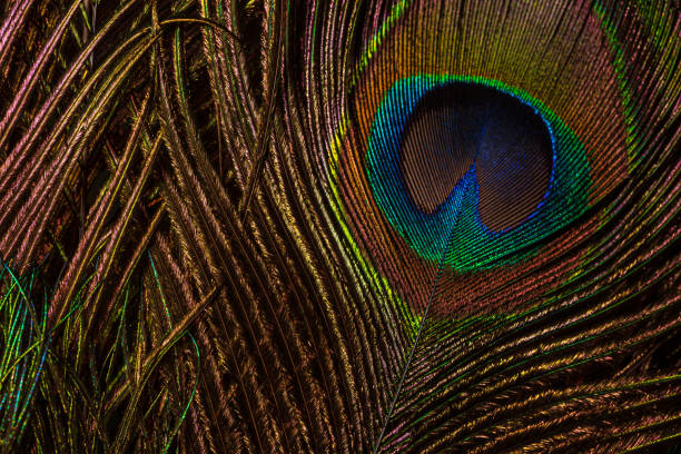 istock macro image of peacock feather,Peacock Feather 1330078981