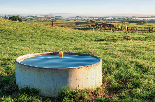 A large concrete water trough with a ballcock for automatic refilling at a dairy farm in New Zealand's Waikato region.