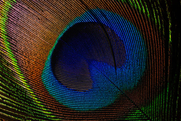 istock macro image of peacock feather,Peacock Feather 1330079009