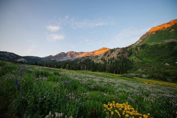 istock Morning in the Mountain Meadow 1330079287