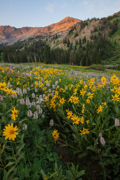 istock Wildflower Meadow at Sunrise 1330079288