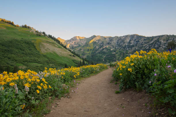 Wildflower Meadow at Sunrise