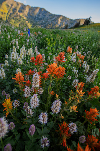 Indian Paintbrush flowers in the mountains