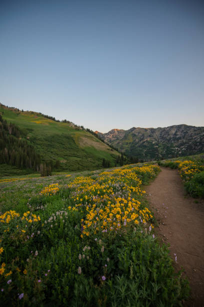 istock Trail through the Wildflowers 1330079440