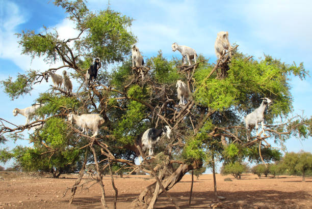 istock Goats on the argan tree, Morocco 1330079579