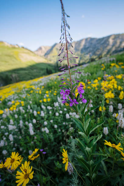 istock Fireweed in the meadow 1330079617