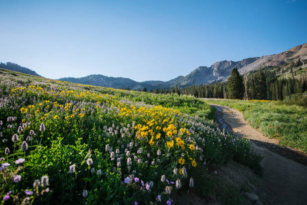 istock Heartleaf Arnica/Yellow Wildflowers 1330080225