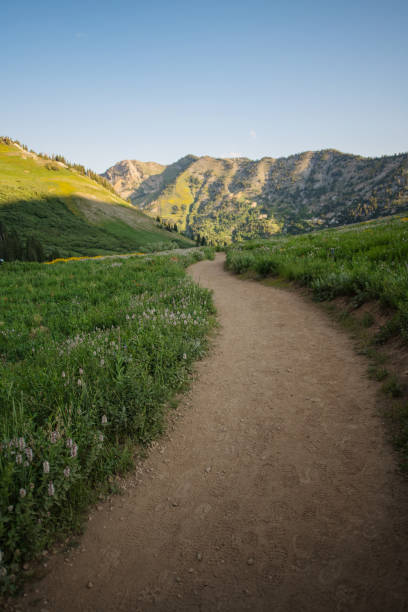 istock Trail through the Wildflowers 1330080265