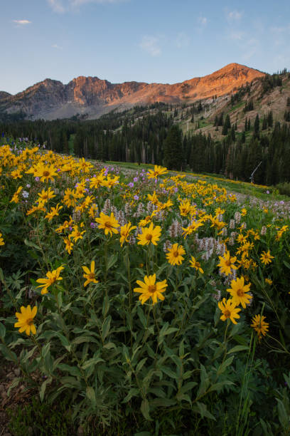 istock Wildflower Meadow at Sunrise 1330080311