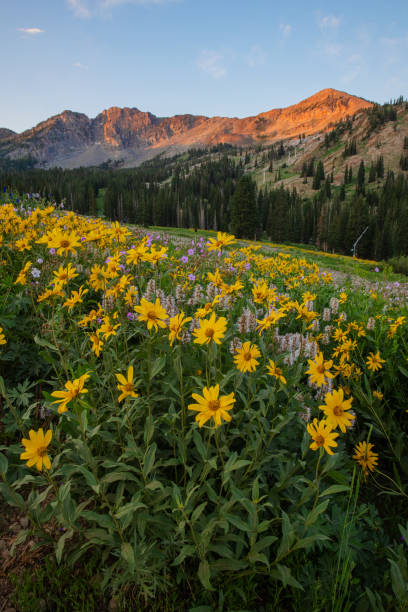 istock Wildflower Meadow at Sunrise 1330080342