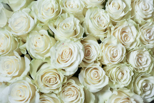 istock wallpaper with flowers roses close up 1330080517