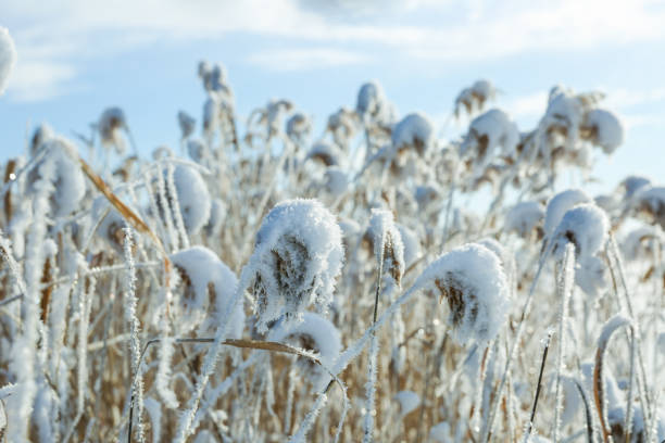 istock stalks of grass covered with snow in winter 1330080534