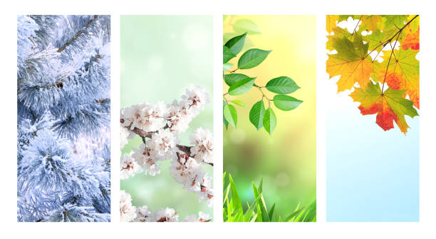 istock Four seasons of year 1330082385