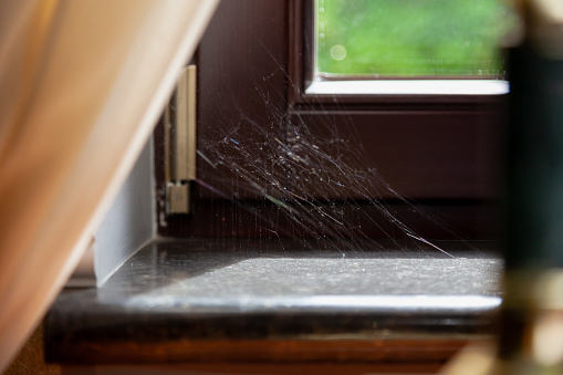 silvery spider web glows in the sun in the corner of a modern window and sill. In the left corner there is a light curtain