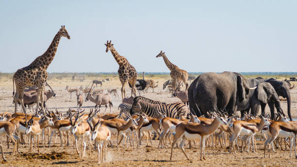 fauna selvatica nel parco nazionale di etosha, namibia, africa - grande gruppo di animali foto e immagini stock