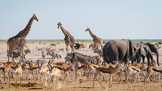 Wild animals congregate around a waterhole in Etosha National Park, northern Namibia, Africa.