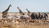Wildlife in Etosha National Park, Namibia, Africa