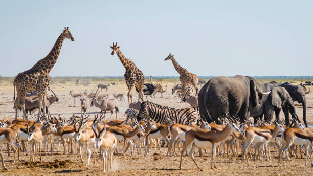 Wildlife in Etosha National Park, Namibia, Africa Wild animals congregate around a waterhole in Etosha National Park, northern Namibia, Africa. biodiversity photos stock pictures, royalty-free photos & images