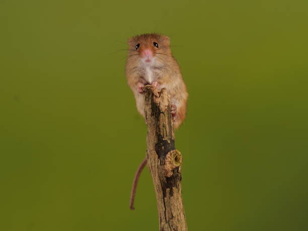 istock Harvest Mice on Twigs 1330085587