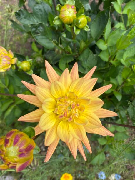 istock Yellow and pink Dahlia flower head 1330085709