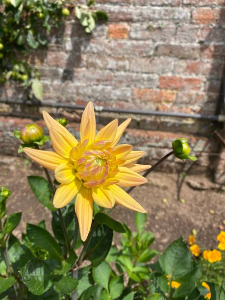 istock Yellow and pink Dahlia flower head 1330085711