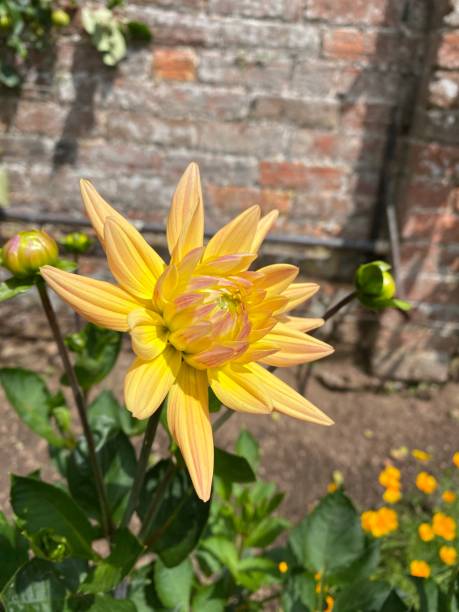 Yellow and pink Dahlia flower head