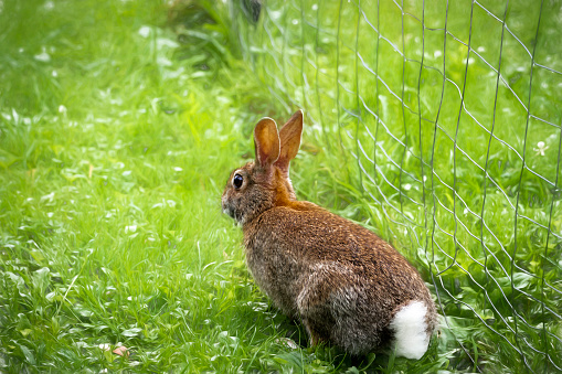 Wild Cottontail Rabbit alert with ears and head raised outside the Garden Fence