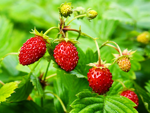 Ripe red berries of wild strawberry plant.  Red berries of wild strawberry on green background close up.