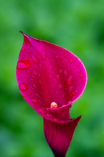 Flower - Bright Red Calla Lily Close Up with Rain Drops