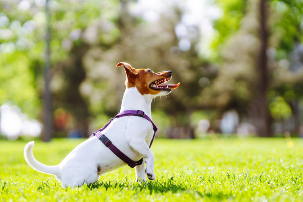 buon cane attivo, jack russell che gioca nel parco. - tick dog flea pets foto e immagini stock