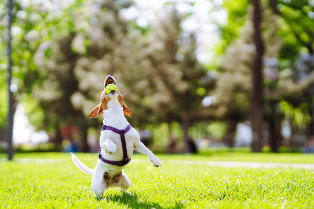 feliz cão ativo, jack russell brincando no parque. - tick dog flea pets - fotografias e filmes do acervo