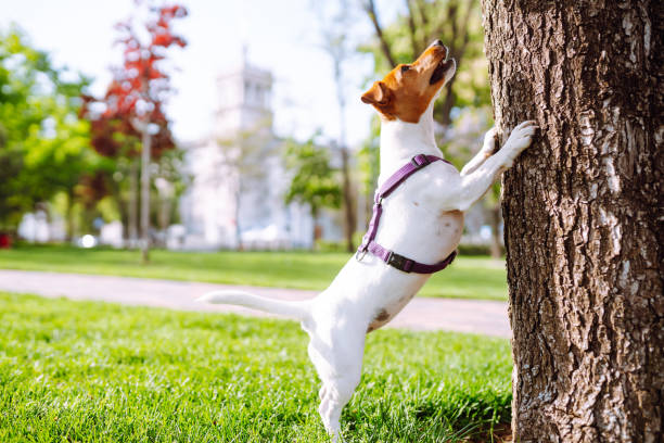 buon cane attivo, jack russell che gioca nel parco. - tick dog flea pets foto e immagini stock