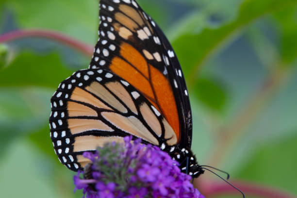 istock Monarch on a Butterfly Bush - Close up 1330087010