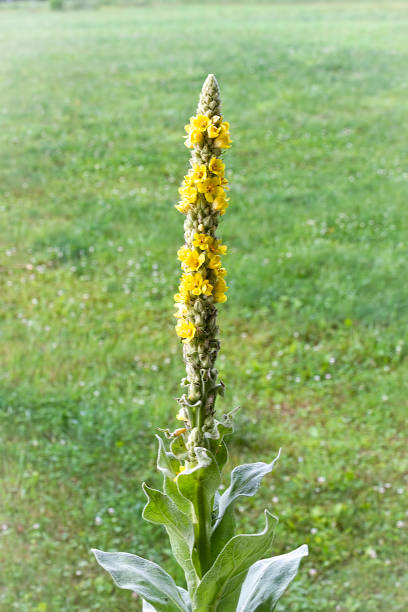 Beautiful closeup, macro photo of black mullein, with wasp flying yellow petals, green stems, purple stigma