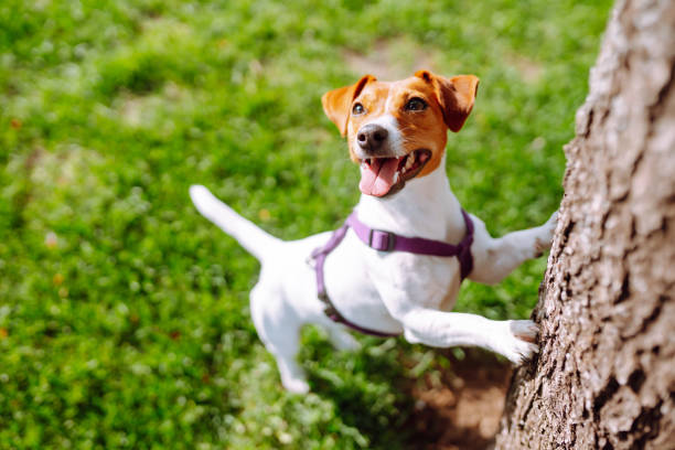 feliz cão ativo, jack russell brincando no parque. - tick dog flea pets - fotografias e filmes do acervo