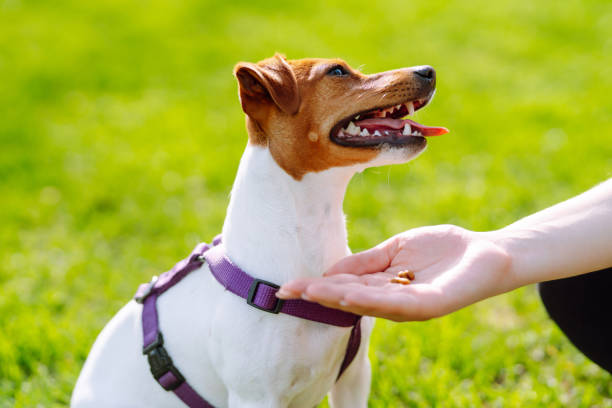 istock Happy active dog, jack russell playing in the park. 1330087022