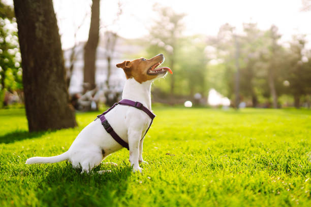 feliz cão ativo, jack russell brincando no parque. - tick dog flea pets - fotografias e filmes do acervo