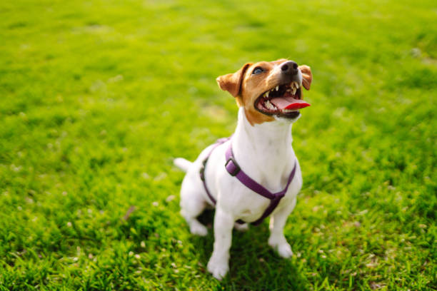 istock Happy active dog, jack russell playing in the park. 1330087050