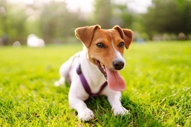 istock Happy active dog, jack russell playing in the park. 1330087090